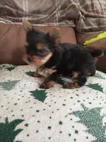 black/tan, a male Yorkshire Terrier for sale in Baxter Springs, KS – 4 of 4
