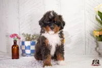 Hadassah, a female Bernedoodle for sale in Lagrange, IN – 2 of 5