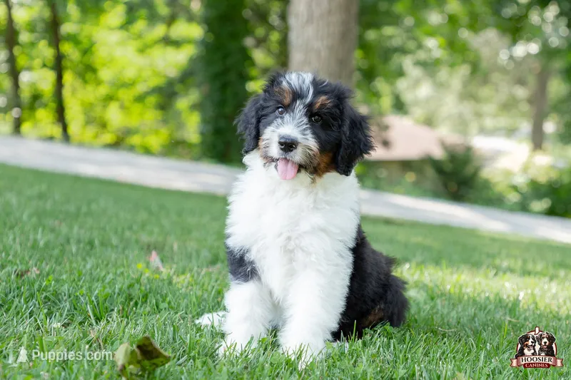 Holly – Bernedoodle puppy for sale in Lagrange, IN