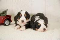 F1 Standard Bernedoodles, a female Bernedoodle for sale in Shipshewana, IN – Photo 1 of 3