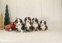 F1 Standard Bernedoodles, a female Bernedoodle for sale in Shipshewana, IN – Photo 3 of 3