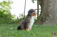 Heather, a female Bernedoodle for sale in Lagrange, IN – 7 of 7