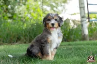 Heather, a female Bernedoodle for sale in Lagrange, IN – 6 of 7