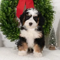 Ashley, a female Miniature Bernedoodle for sale in Shipshewana, IN – Photo 1 of 3
