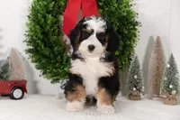 Ashley, a female Miniature Bernedoodle for sale in Shipshewana, IN – Photo 1 of 3