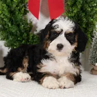 Ashley, a female Miniature Bernedoodle for sale in Shipshewana, IN – Photo 2 of 3