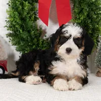 Ashley, a female Miniature Bernedoodle for sale in Shipshewana, IN – Photo 3 of 3