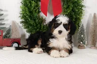 Ashley, a female Miniature Bernedoodle for sale in Shipshewana, IN – Photo 3 of 3