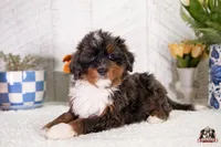 Hadassah, a female Bernedoodle for sale in Lagrange, IN – 3 of 5
