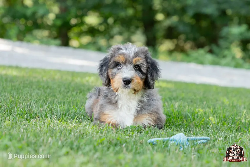 Heather – Bernedoodle puppy for sale in Lagrange, IN