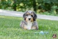 Heather, a female Bernedoodle for sale in Lagrange, IN – 1 of 7