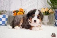 Heidi, a female Bernedoodle for sale in Lagrange, IN – 2 of 3