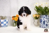 Holly, a female Bernedoodle for sale in Lagrange, IN – 4 of 4