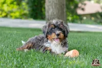 Hadassah, a female Bernedoodle for sale in Lagrange, IN – 4 of 5