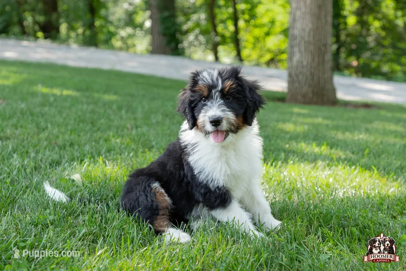 Holly – Bernedoodle puppy for sale in Lagrange, IN