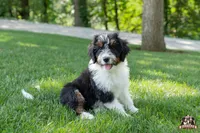 Holly, a female Bernedoodle for sale in Lagrange, IN – 1 of 5