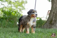 Heather, a female Bernedoodle for sale in Lagrange, IN – 3 of 7