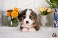 Heidi, a female Bernedoodle for sale in Lagrange, IN – 3 of 3