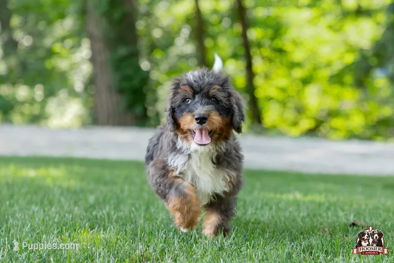 Hadassah – Bernedoodle puppy for sale in Lagrange, IN