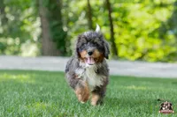 Hadassah, a female Bernedoodle for sale in Lagrange, IN – 1 of 5