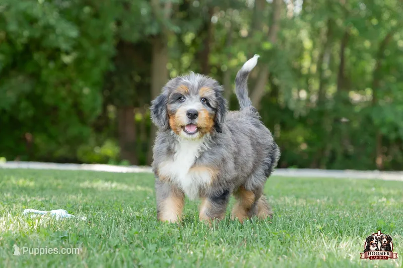 Heather – Bernedoodle puppy for sale in Lagrange, IN