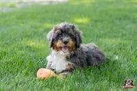 Hadassah, a female Bernedoodle for sale in Lagrange, IN – 2 of 5