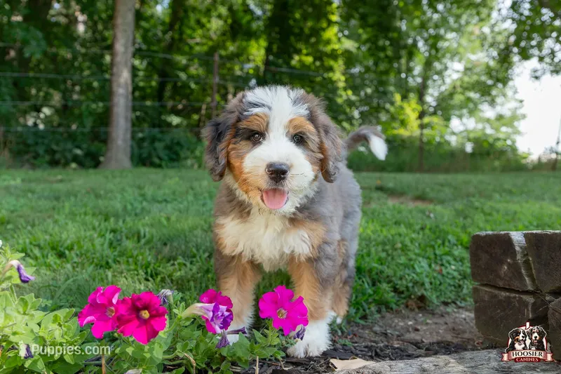 Heidi – Bernedoodle puppy for sale in Lagrange, IN