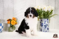 Holly, a female Bernedoodle for sale in Lagrange, IN – 3 of 4