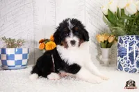 Holly, a female Bernedoodle for sale in Lagrange, IN – 2 of 4