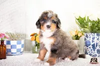 Heather, a female Bernedoodle for sale in Lagrange, IN – 2 of 4