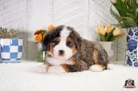 Heidi, a female Bernedoodle for sale in Lagrange, IN – 1 of 3