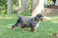 Heather, a female Bernedoodle for sale in Lagrange, IN – 5 of 7