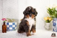 Hadassah, a female Bernedoodle for sale in Lagrange, IN – 4 of 5