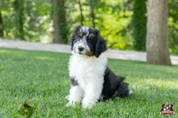 Holly, a female Bernedoodle for sale in Lagrange, IN – 3 of 5