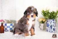 Heather, a female Bernedoodle for sale in Lagrange, IN – 4 of 4