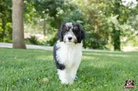 Holly, a female Bernedoodle for sale in Lagrange, IN – 5 of 5