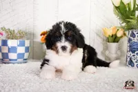 Holly, a female Bernedoodle for sale in Lagrange, IN – 1 of 4