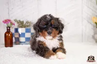 Hadassah, a female Bernedoodle for sale in Lagrange, IN – 5 of 5