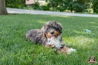Hadassah, a female Bernedoodle for sale in Lagrange, IN – 5 of 5