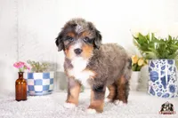 Heather, a female Bernedoodle for sale in Lagrange, IN – 3 of 4