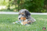 Heather, a female Bernedoodle for sale in Lagrange, IN – 4 of 7