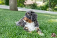 Hadassah, a female Bernedoodle for sale in Lagrange, IN – 3 of 5
