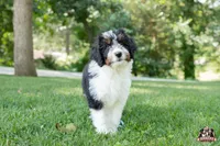 Holly, a female Bernedoodle for sale in Lagrange, IN – 4 of 5