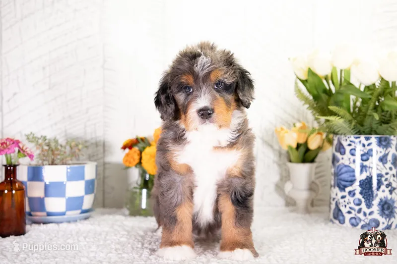 Heather – Bernedoodle puppy for sale in Lagrange, IN