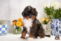 Hadassah, a female Bernedoodle for sale in Lagrange, IN – 1 of 5