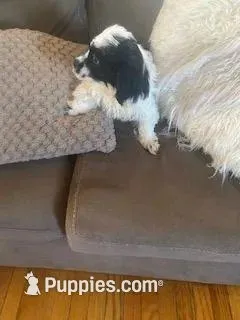 Puppy 1 – Shihpoo puppy for sale in Madison Heights, VA