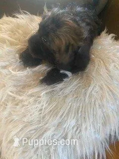 Puppy 5, a male Shihpoo for sale in Madison Heights, VA – Photo 4 of 4