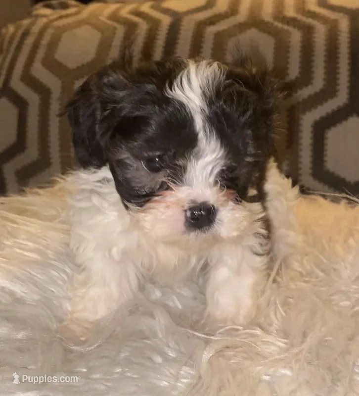 Puppy 3, a female Shihpoo for sale in Madison Heights, VA – Photo 1 of 1