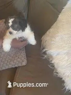 Puppy 2 – Shihpoo puppy for sale in Madison Heights, VA