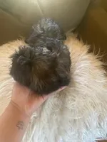 Puppy 5, a male Shihpoo for sale in Madison Heights, VA – Photo 3 of 4